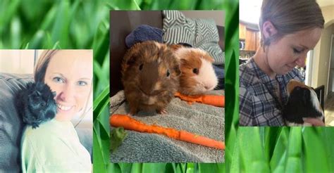 Guinea Pig Love A Club For All Things Guinea Pigs