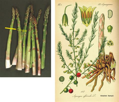 Asparagus Officinalis Histologie Chaubert