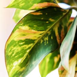 When Indoor Plants Leaves Turn Yellow Expert Advice Why Indoor Plant