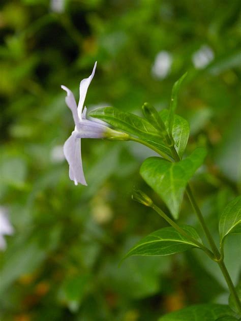 Vinca difformis - Beth Chatto's Plants & Gardens