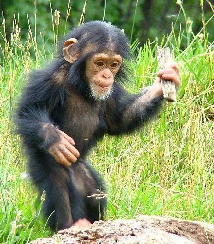 African Chimpanzee Facts | Best Wildlife Facts | Africa Fact