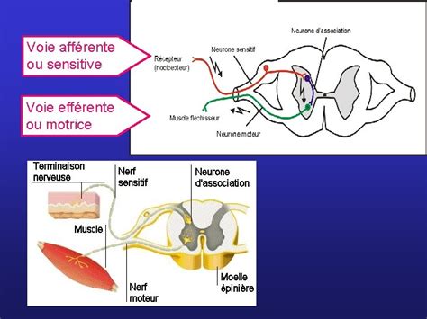 5 ORGANISATION DU SYSTEME NERVEUX SYSTEME NERVEUX Systme