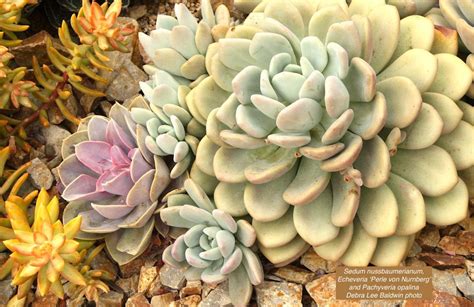 How to grow and decorate your home with white succulents