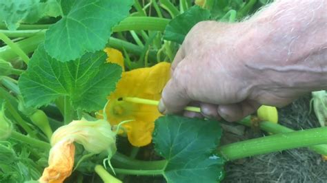 Tips On Growing Beautiful Productive Yellow Squash Plants Over 30 Years Experience Youtube