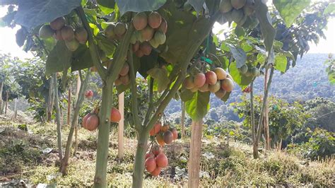 Tomate De árbol Agroinvitro