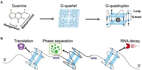 Frontiers A Key Molecular Regulator RNA G Quadruplex And Its