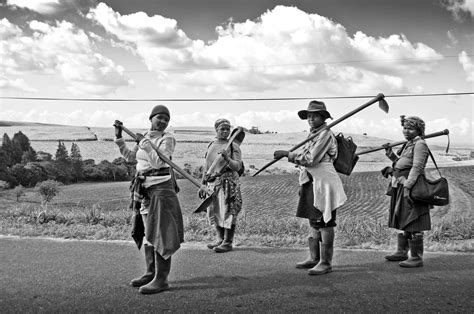 Cane Workers Kzn South Africa Africa South