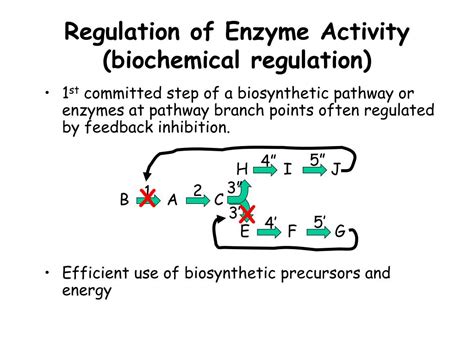 PPT - Enzyme Regulation PowerPoint Presentation, free download - ID:1182920