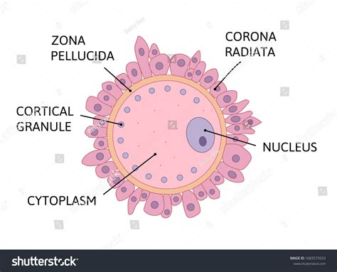 Zona Pellucida: Over 27 Royalty-Free Licensable Stock Vectors & Vector ...