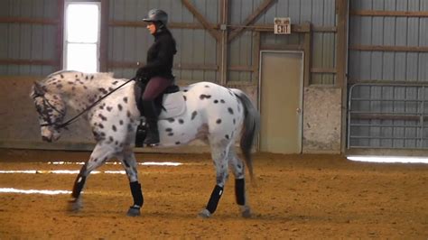 Appaloosa Horses Jumping