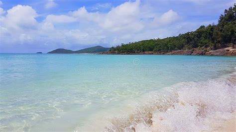 Tree On White Heaven Beach The Whitsunday Island In Australia Stock