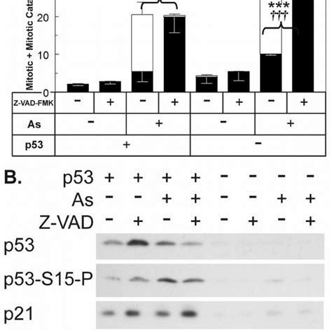 Caspase Inhibitor Prevents Mitotic Catastrophe And Increases Mitotic