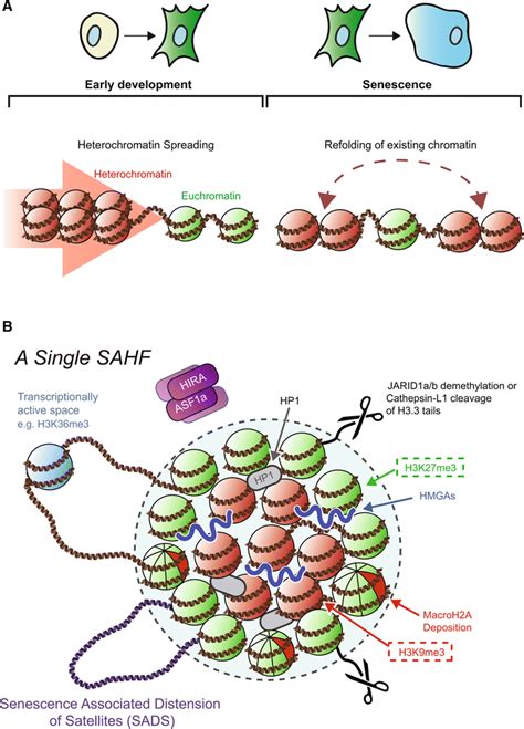 Heterochromatin Assembly Through Spreading And Spatial Reorganization