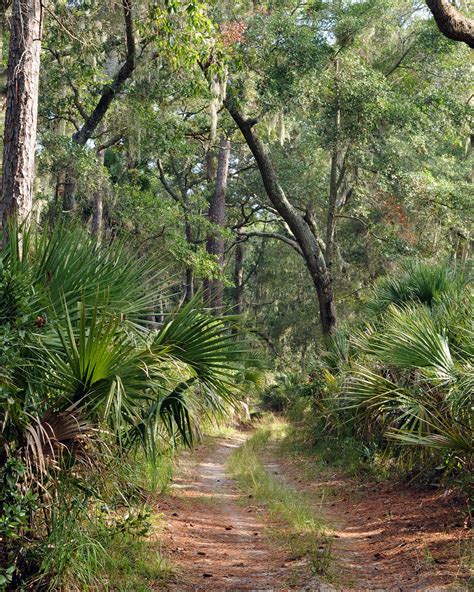 Coastal habitat in Savannah | Looking down the road and disc… | Flickr