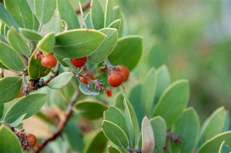 Manzanita Berries Edible Wonderful Drink And Cider