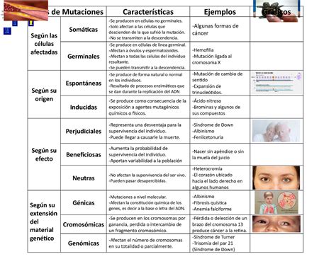 Tipos De Mutaciones Cuadro De Las Mutaciones Tipos De Mutaciones