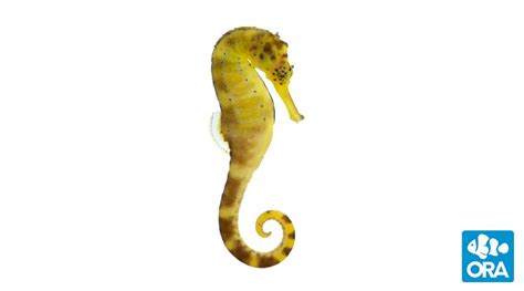 Tiger Tail Seahorse | Hippocampus comes | ORA | Oceans, Reefs & Aquariums