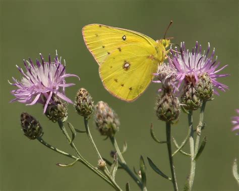 Orange Sulphur Eric Curtis Reuter Flickr