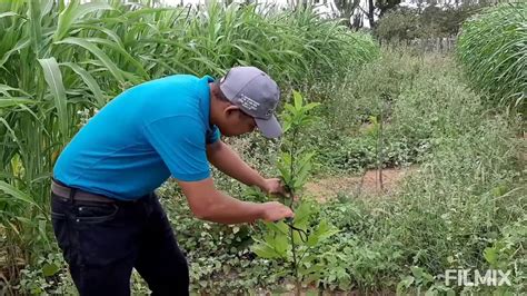 PODA DE FORMAÇÃO PARA FRUTEIRAS Pinha Atemoia e Graviola YouTube