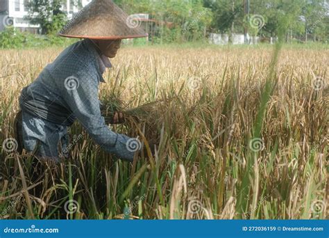 A Farmer Harvesting Paddy On The Rice Fields Editorial Stock Image