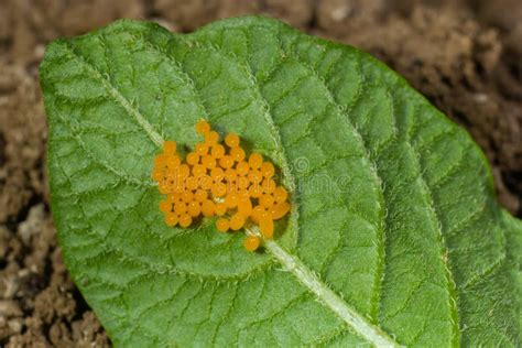 Colorado Potato Beetle Eggs Eat Potato Leaves, Leptinotarsa ...