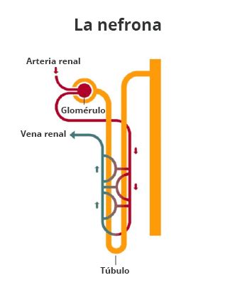 Los riñones