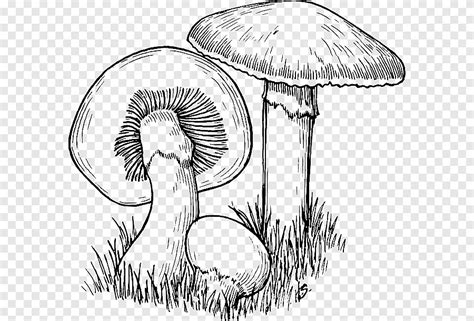 Common Mushroom Drawing Mushroom Men Rise Of The Fungi Food