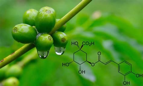 Acido Clorogenico Proprietà e Uso per Dimagrire