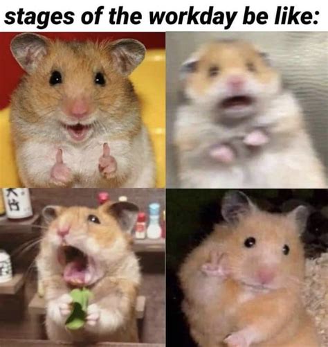 Hamster Memes