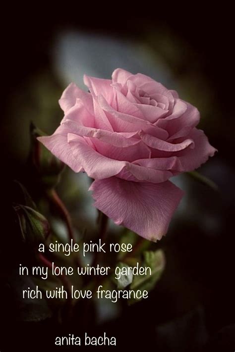 A Single Pink Rose A Haiku Poem By Anita Bacha Anita Bacha