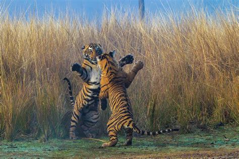 Tiger vs. Jaguar: Which Big Cat Would Win a Fight? - A-Z Animals