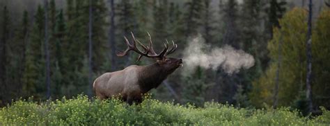 Rocky Mountain Elk Foundation Montana Folk Festival