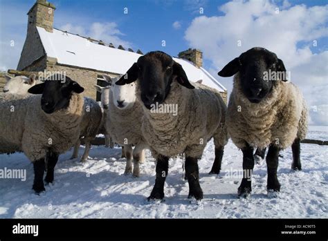 Dh Suffolk Sheep Sheep Uk Rams In Snow Sheltering By Ruined Cottage