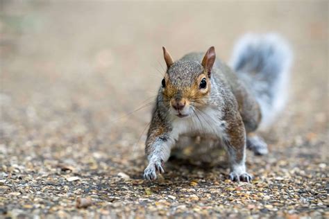 Gray Squirrels Removal | Pest Control Company, Exterminator, Wildlife
