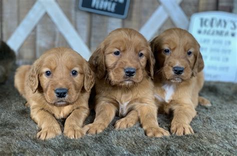 Nora’s Golden Irish Puppies December 2019 – Golden Ridge Hi-Breds