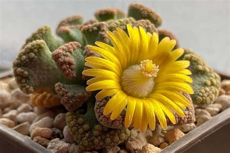 Titanopsis Calcarea The Concrete Leaf That Defies Nature S Rules