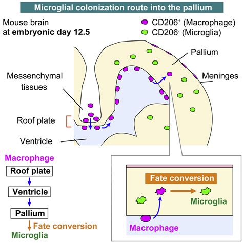 CD206 Macrophages Transventricularly Infiltrate The Early Embryonic