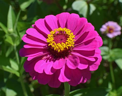 Rosa Zinnia Flor Florecer Foto Gratis En Pixabay Pixabay