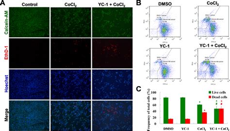 Livedead Cell Viability Assay Of Yc 1 Treated Cells Under Chemical