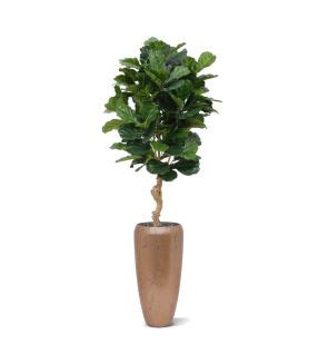 Ficus Exotica Plante Artificielle Deluxe 180 Cm Vert Maxifleur