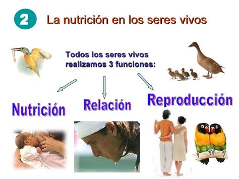 Tema 1 Alimentación Y Nutrición