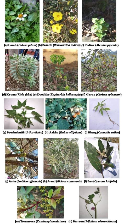 Plants identified through local names. A number of plants were... | Download Scientific Diagram