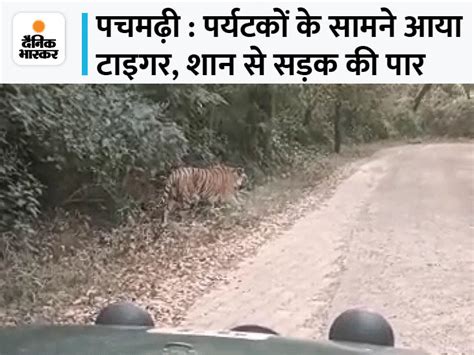 Tigress Video Madhya Pradesh Narmadapuram Hoshangabad Satpura Tiger Reserve ठहरिए वॉक पर