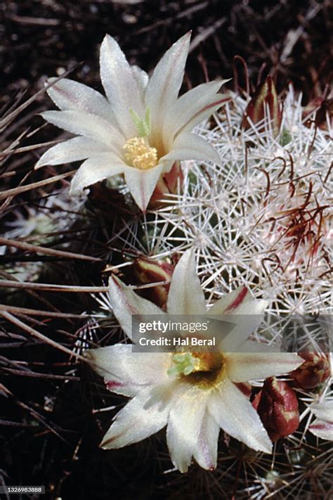 Fishhook Cactus Flowers High-Res Stock Photo - Getty Images