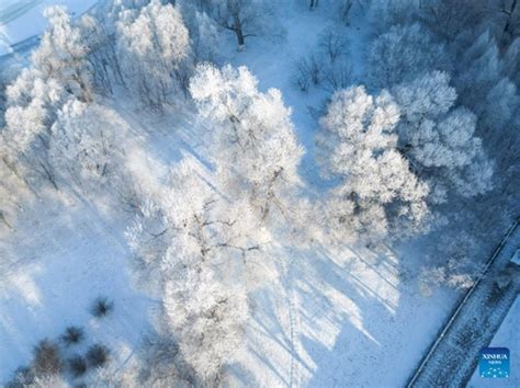 Charming Rime Scenery Near Songhua River In NE China S Jilin Global Times