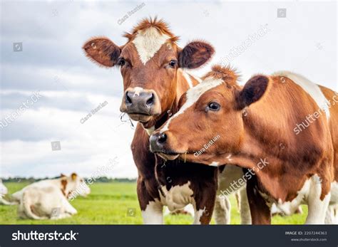 Brown And White Cows With Horns