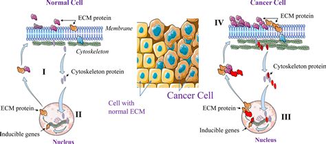 Frontiers The Give And Take Interaction Between The Tumor