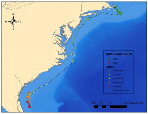 Great White Shark Migration Map