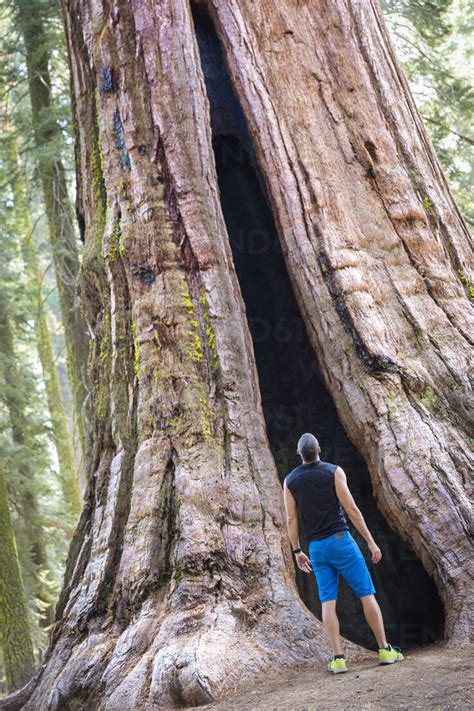 Rear View Of Mature Man Looking Up At Giant Redwood Tree Yosemite