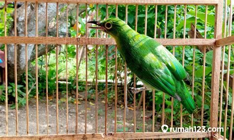 Cara Merawat Burung Cucak Ijo Agar Jinak Dan Rajin Bunyi